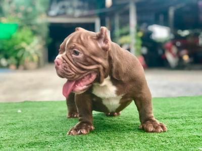   American Bully puppies for sale 
