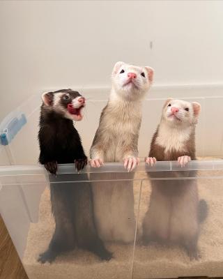  loving ferrets for Adoption 