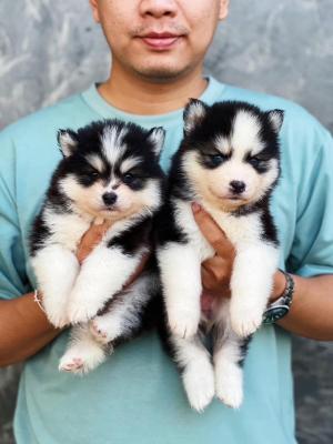   Pomsky Puppies Available