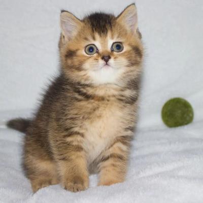   Scottish Fold Kittens for sale    - Kuwait Region Cats, Kittens