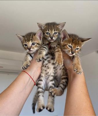    savannah kittens for re-homing   - Kuwait Region Cats, Kittens
