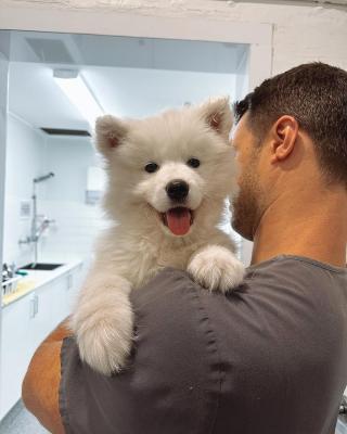 Samoyed puppies For Sale   - Kuwait Region Dogs, Puppies