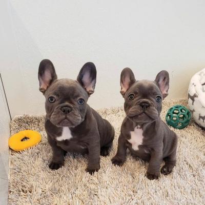   French Bulldog Puppies for sale   