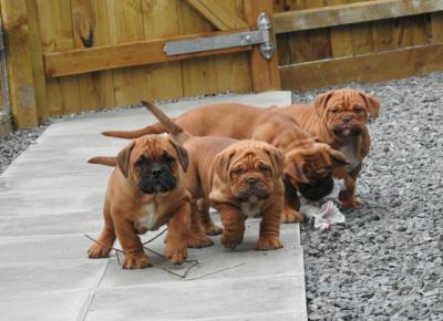   Dogue De Bordeaux Puppies for sale ( French Mastiff )  