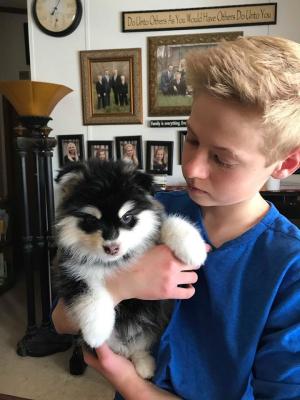  Pomsky Puppies Available