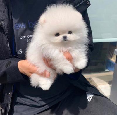  Teacup Pomeranian Puppies Available for sale   - Kuwait Region Dogs, Puppies