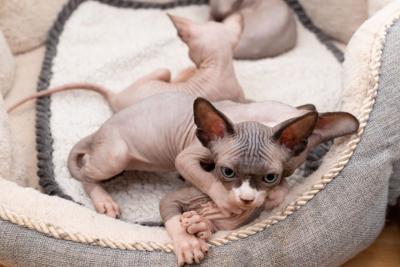 Sphynx Kittens  for sale - Kuwait Region Cats, Kittens