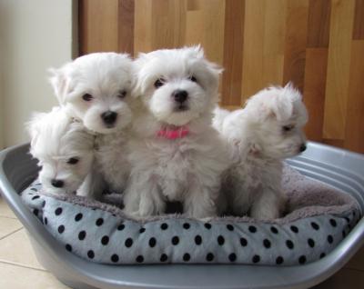 Adorable Maltese Puppies for sale - Dubai Dogs, Puppies
