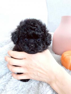 Toy Poodle Puppies - Berlin Dogs, Puppies