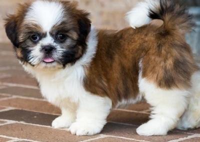 Shih Tzu puppies - Berlin Dogs, Puppies