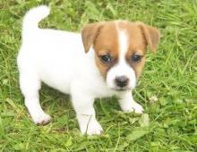 jack Russell puppies - Berlin Dogs, Puppies