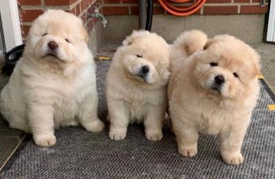 chow chow puppies - Berlin Dogs, Puppies