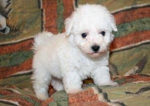 purebred Bichon Frise Puppies for Sale.ujs. - Perth Dogs, Puppies