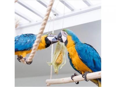 Blue and Gold Macaws - Brussels Birds