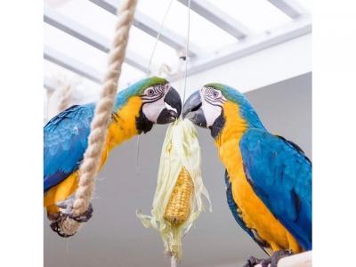 Blue and Gold Macaws - Brussels Birds