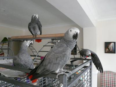 African Grey Parrots - Warsaw Birds