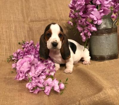 Adorable reg Basset Hound puppies for sale.ikh. - Brisbane Dogs, Puppies