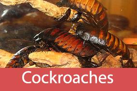 Effective Roach Treatments in Manhattan - New York Other