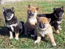 Shiba Inu  pups - Madrid Dogs, Puppies