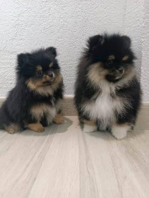 Miniatur-Spitz-Welpen - Vienna Dogs, Puppies