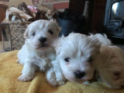 Maltese Puppies for sale  - Kuwait Region Dogs, Puppies