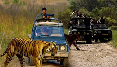 Best resort in ranthambore for wildlife safari packages.  - Jaipur Other