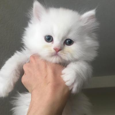  Persian kittens Available for adoption 001 602 492 8192 - Kuwait Region Cats, Kittens