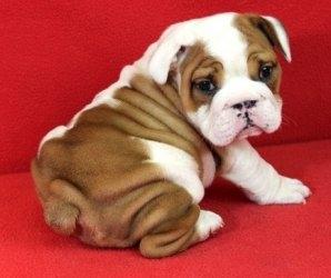  male & female Beautiful English Bulldog puppies For Sale.ikd. - Guelph Dogs, Puppies