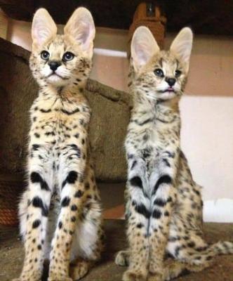 Serval Kittens for sale - Kuwait Region Cats, Kittens