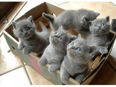 Adorable British shorthair kittens for sale - Kuwait Region Cats, Kittens