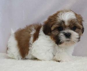 Charming & outstanding shih tzu Puppies For Sale.tgas. - Guelph Dogs, Puppies