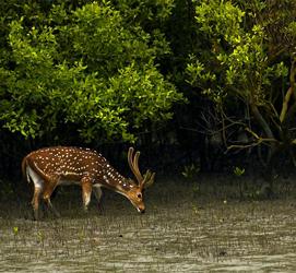 Sundarban Tour Booking from Kolkata - Kolkata Other