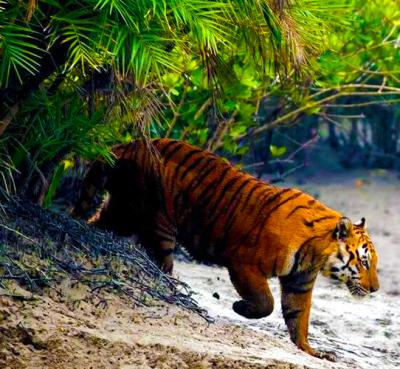 Sundarban Tour Booking from Kolkata - Kolkata Other