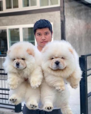   chow chow puppies for Sale 
