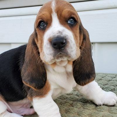  Basset hound puppies for adoption 