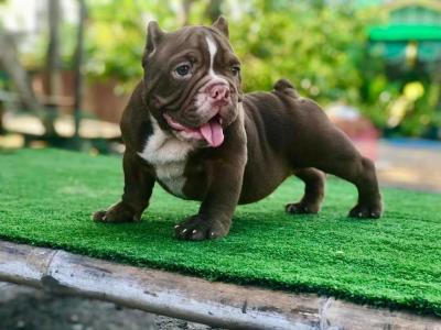   American Bully puppies for sale 