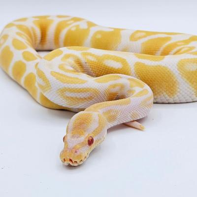   Albino Python ball snakes for sale.