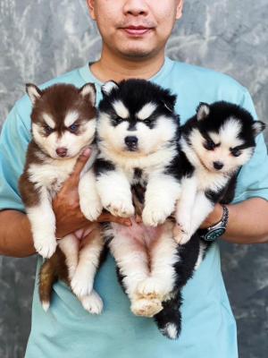   Pomsky Puppies Available