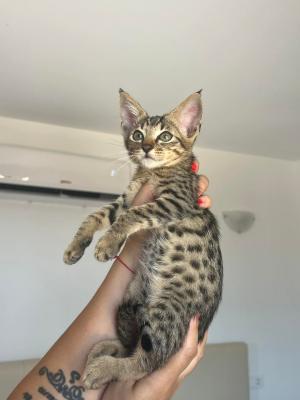  3 Savannah Kittens for Adoption - Dubai Cats, Kittens
