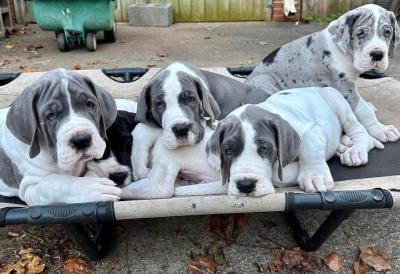  Great Dane Puppies for Adoption