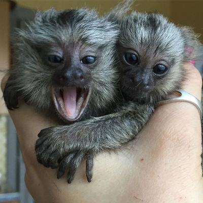  Finger Marmoset Monkeys for SALE 