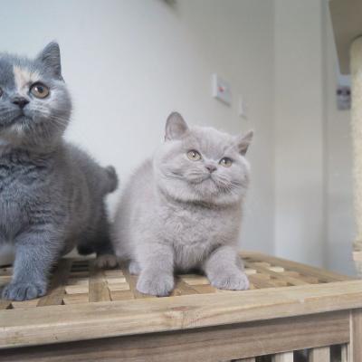    british shorthair kittens for Sale