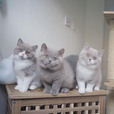   british shorthair kittens for Sale - Dubai Cats, Kittens
