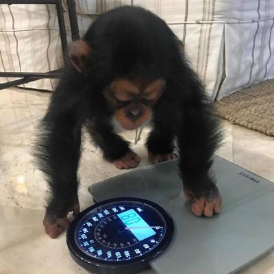   CHIMPANZEES MONKEYS AVAILABLE - Kuwait Region Other