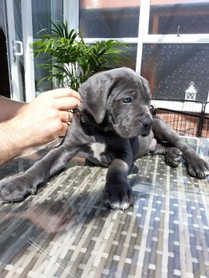   Cane Corso puppies for sale.   