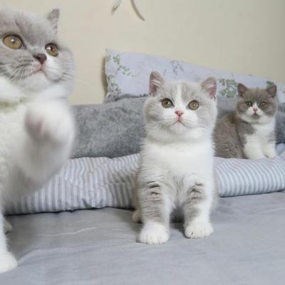    british shorthair kittens for Sale