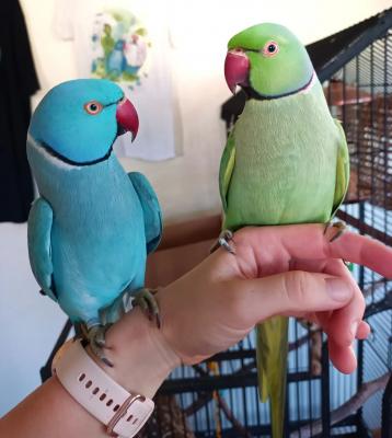  Hand Fed Indian Ringneck Parakeets Available  - Kuwait Region Birds