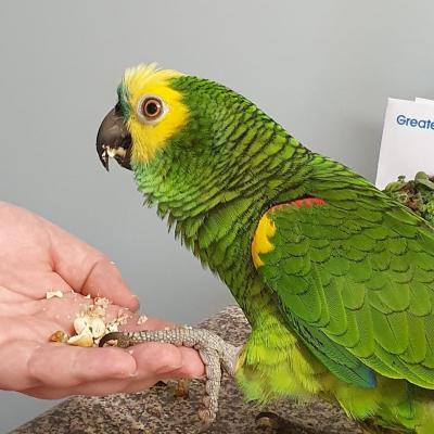  Adorable Amazon parrots Available now 