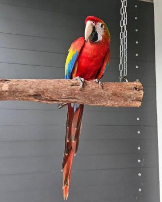  Scarlet Macaw Parrots for sale   