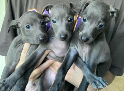  Italian Greyhound puppies.